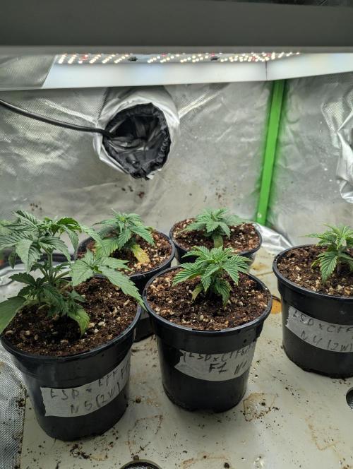 LSD Auto x Chronic Rider Fast bx F1. Week 2