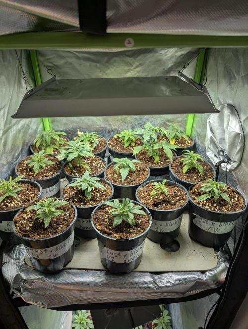 KUST x Blueberry F1. Week 2