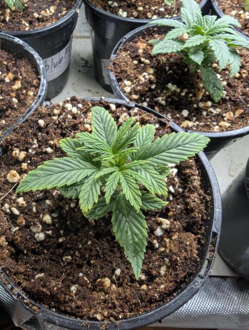 KUST x Blueberry F1. Week 2