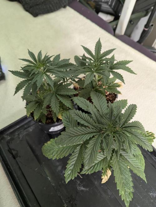 Blueberry x DC GammaBloom f1. Week 2