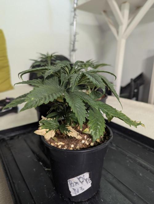 Blueberry x DC GammaBloom f1. Week 2