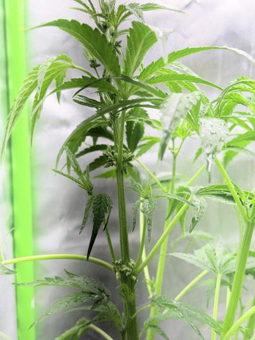 DC GammaBloom I need more seed's. Week 4