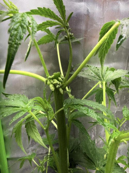 DC GammaBloom I need more seed's. Week 4 - Topping men