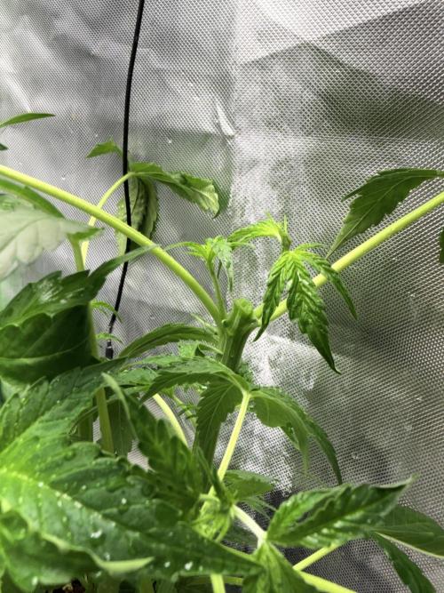 DC GammaBloom I need more seed's. Week 4 - Topping fem