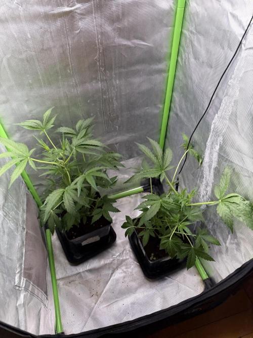 DC GammaBloom I need more seed's. Week 4