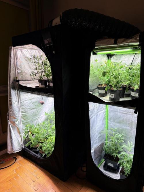 DC GammaBloom I need more seed's. Week 4