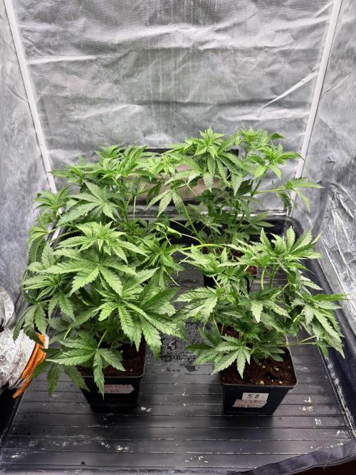 Milk Bath x Blueberry F1. Week 4 - Before def