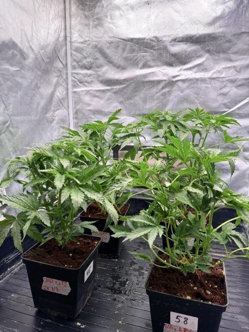 Milk Bath x Blueberry F1. Week 4 - Before def