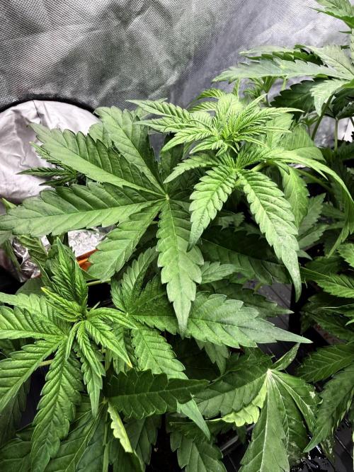 Milk Bath x Blueberry F1. Week 4