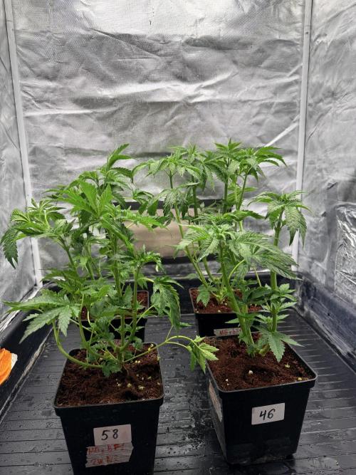 Milk Bath x Blueberry F1. Week 4 - After def