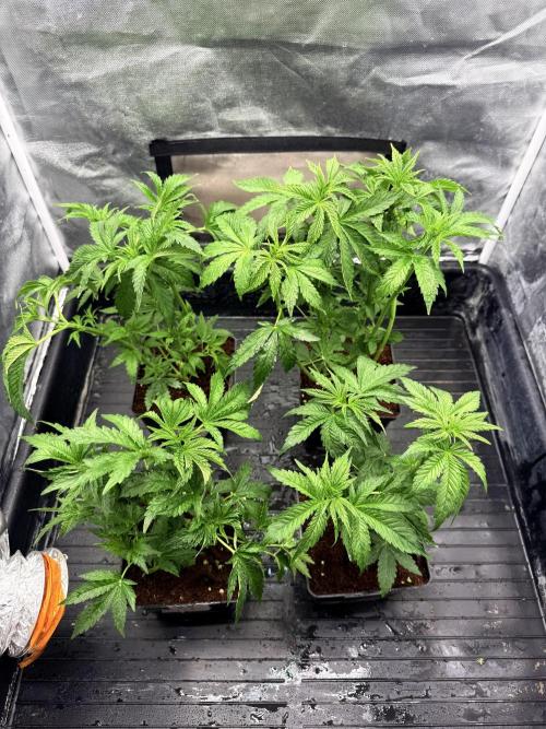 Milk Bath x Blueberry F1. Week 4 - After def