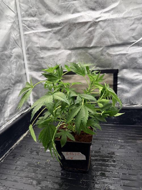 K16 F4. Week 4 - Before def