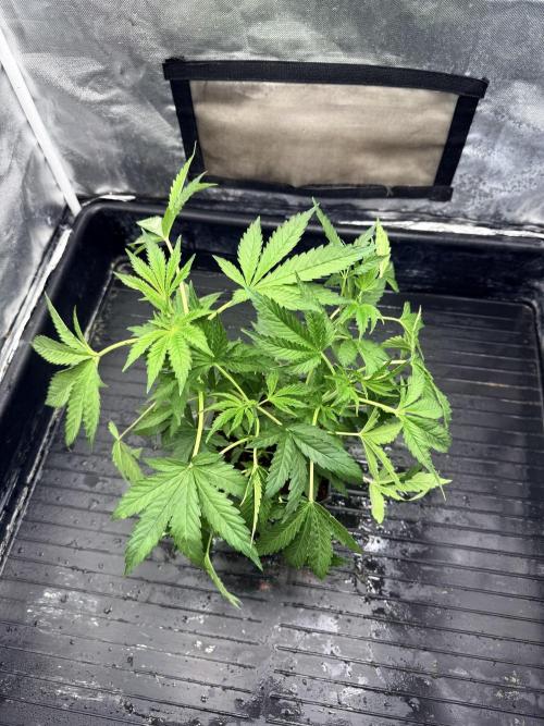 K16 F4. Week 4 - Before def