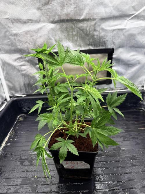 K16 F4. Week 4 - After def