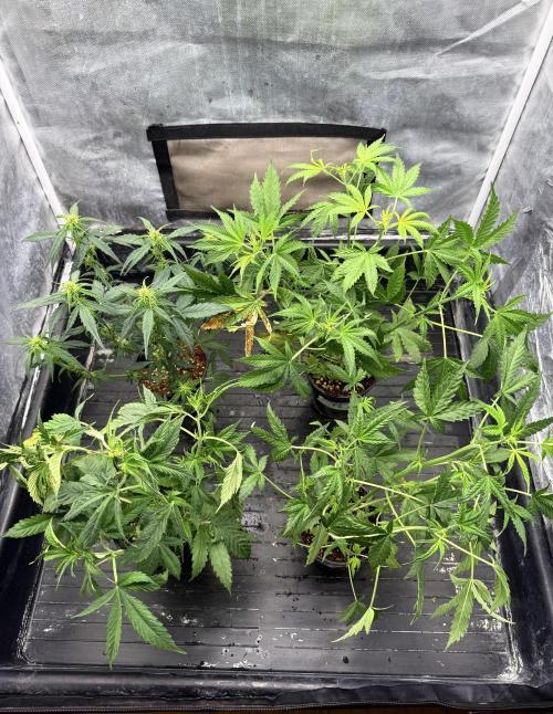 LSD Auto x Chronic Rider Fast bx F1. Week 4