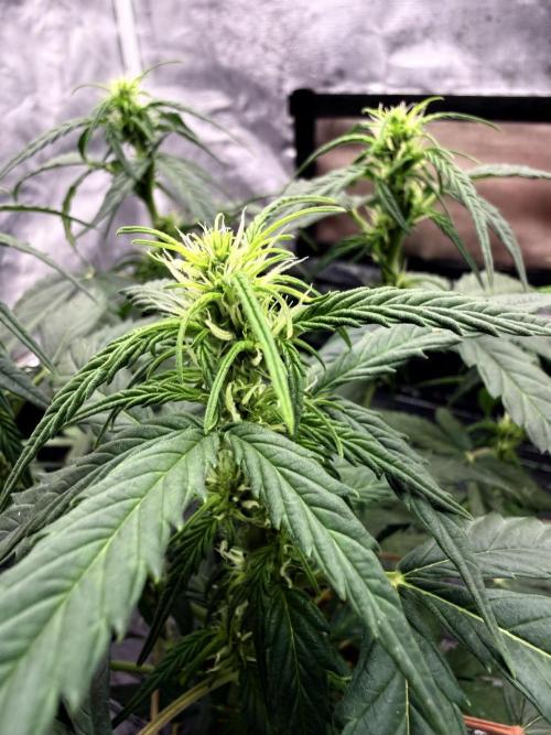 LSD Auto x Chronic Rider Fast bx F1. Week 4