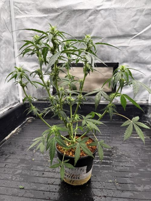 LSD Auto x Chronic Rider Fast bx F1. Week 4