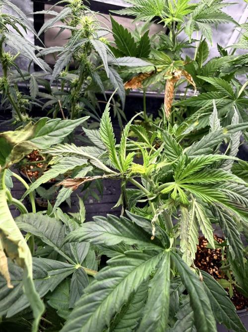 LSD Auto x Chronic Rider Fast bx F1. Week 4