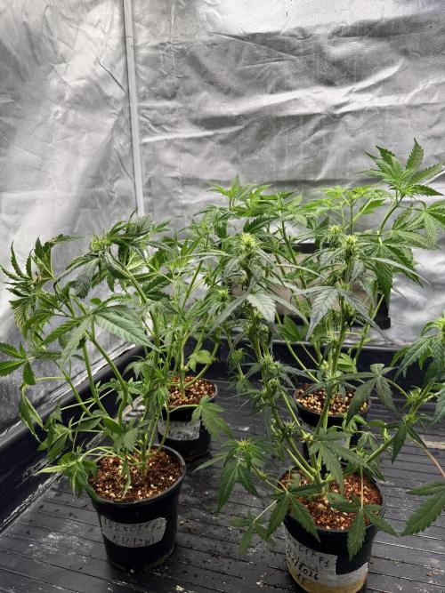 LSD Auto x Chronic Rider Fast bx F1. Week 4