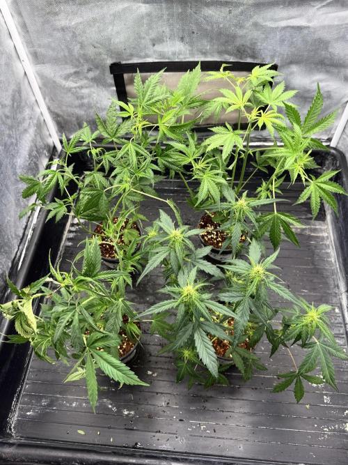 LSD Auto x Chronic Rider Fast bx F1. Week 4