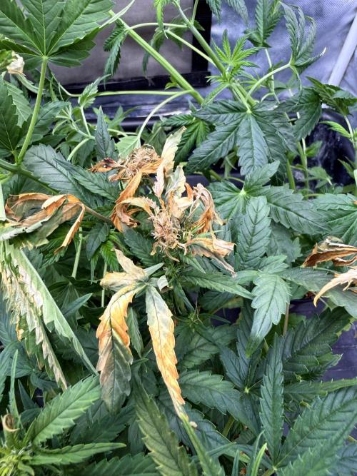 KUST x Blueberry F1. Week 3