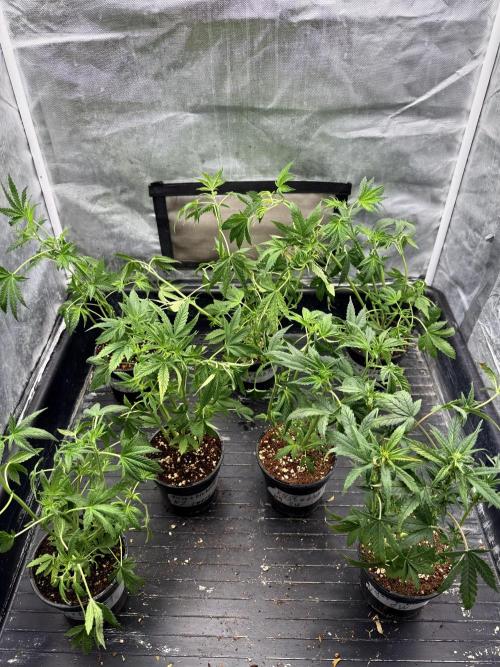 KUST x Blueberry F1. Week 3