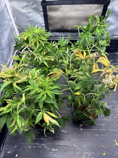 K19 F3. Week 4 - Before def 