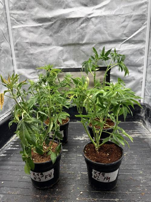 K19 F3. Week 4 - After def