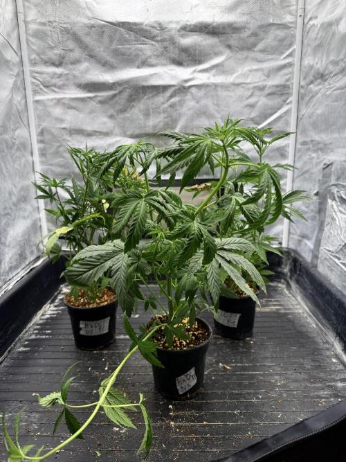 Blueberry x DC GammaBloom f1. Week 4 - Before def