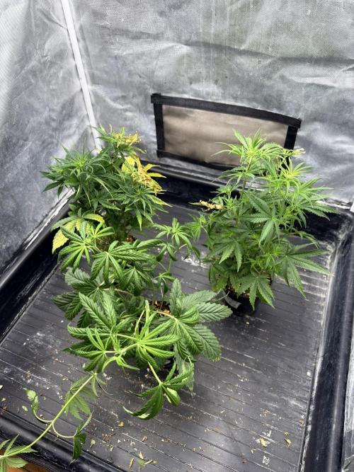 Blueberry x DC GammaBloom f1. Week 4