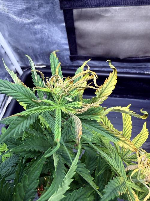 Blueberry x DC GammaBloom f1. Week 4