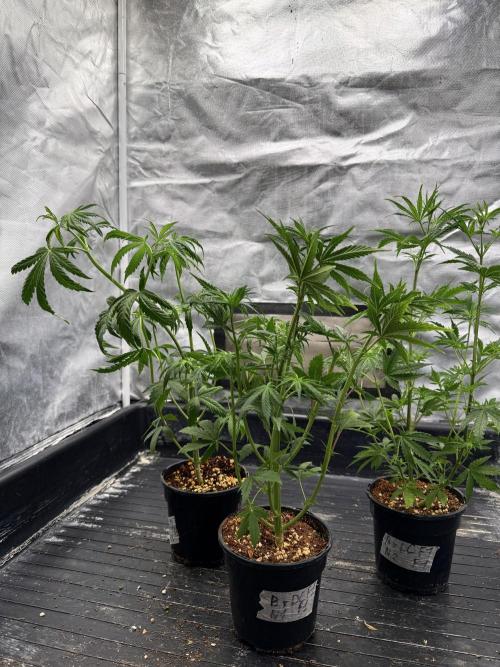 Blueberry x DC GammaBloom f1. Week 4 - After def