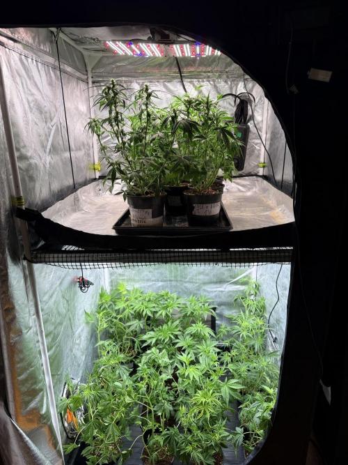 Blueberry x DC GammaBloom f1. Week 4