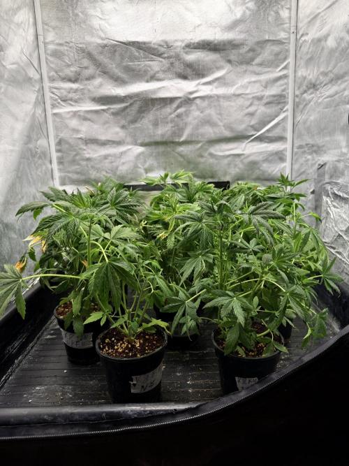 K8 F3 Frutti Favorite. Week 4 - Before def