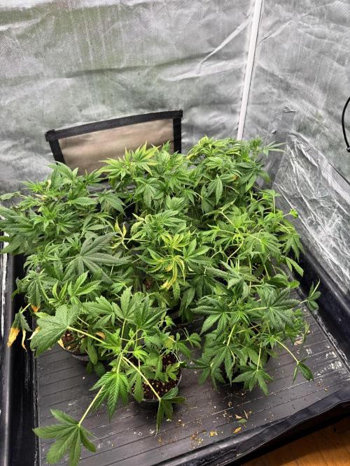 K8 F3 Frutti Favorite. Week 4