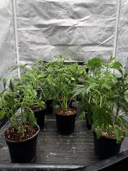 K8 F3 Frutti Favorite. Week 4 - After def