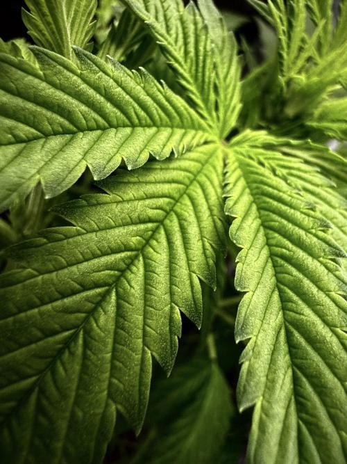 K8 F3 Frutti Favorite. Week 5