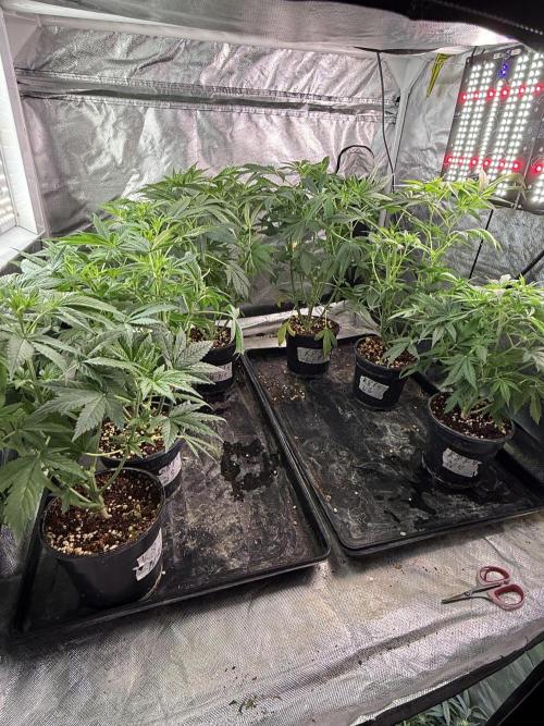 K8 F3 Frutti Favorite. Week 5