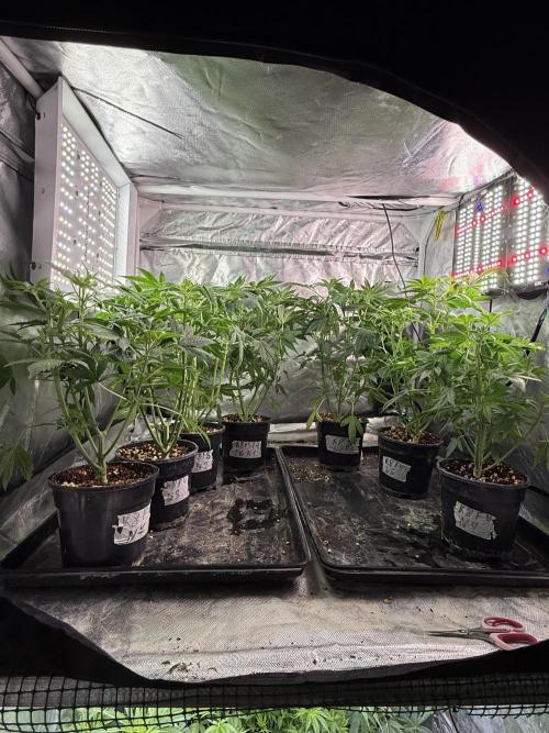 K8 F3 Frutti Favorite. Week 5