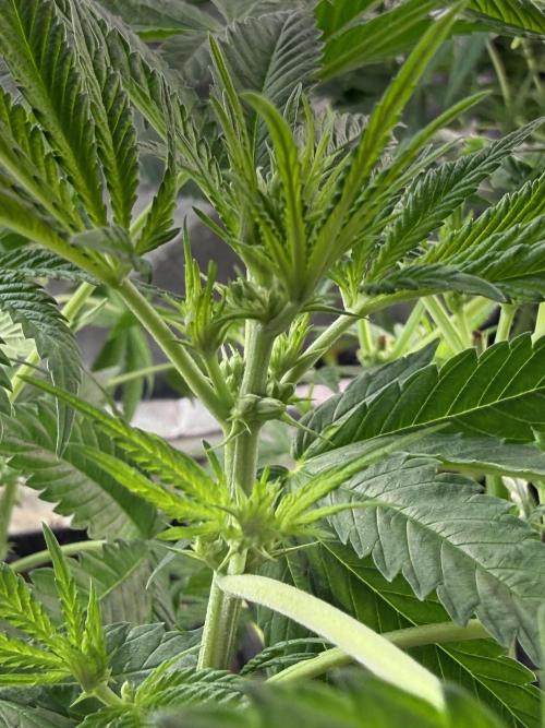 K8 F3 Frutti Favorite. Week 5