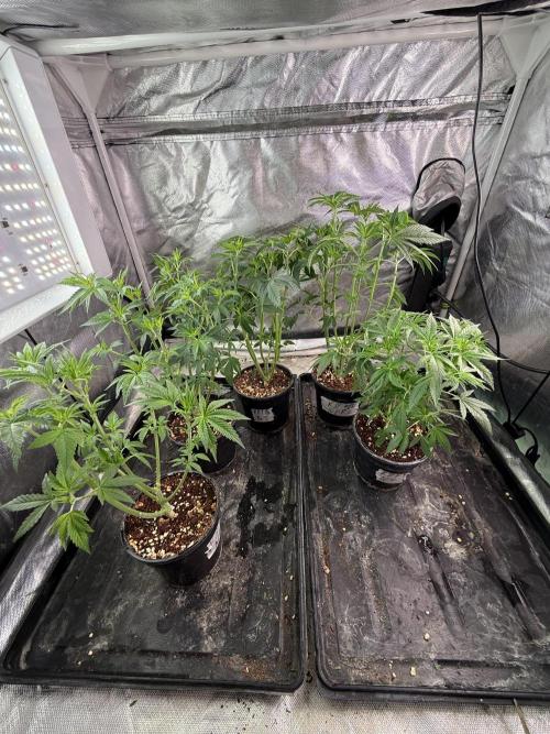 K8 F3 Frutti Favorite. Week 5