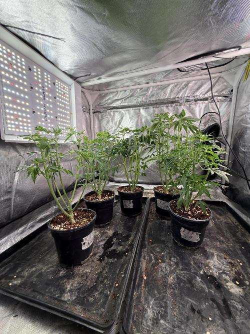 K8 F3 Frutti Favorite. Week 5