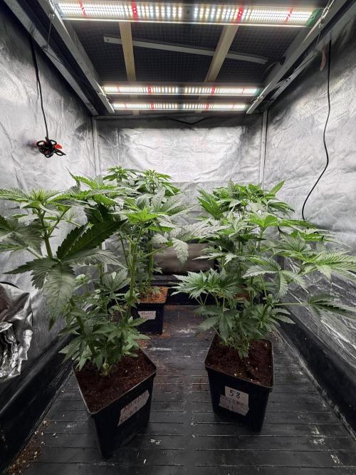 Milk Bath x Blueberry F1. Week 5