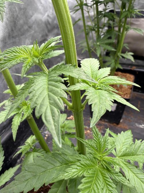 Milk Bath x Blueberry F1. Week 5