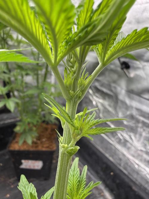 Milk Bath x Blueberry F1. Week 5