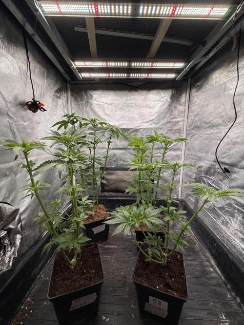 Milk Bath x Blueberry F1. Week 5