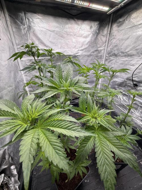 Milk Bath x Blueberry F1. Week 5