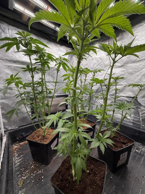 Milk Bath x Blueberry F1. Week 5