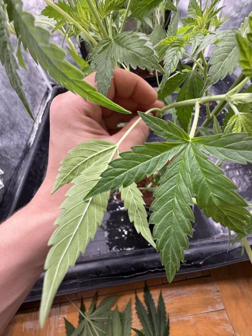 K16 F4. Week 5 - KUST phenotype 