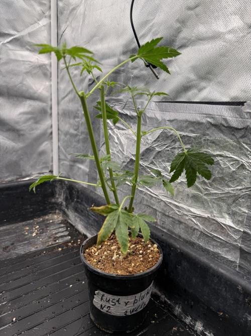 KUST x Blueberry F1. Week 5